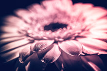 Load image into Gallery viewer, Floral Series - Tears in Heaven
